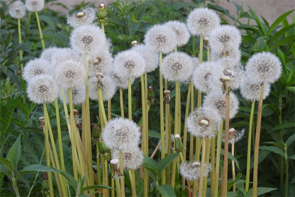 星星花束包裝(星星花束包裝紙折法)