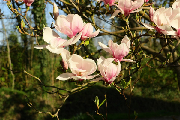 適合孕婦養(yǎng)的室內(nèi)植物(適合孕婦養(yǎng)的室內(nèi)植物盆栽)