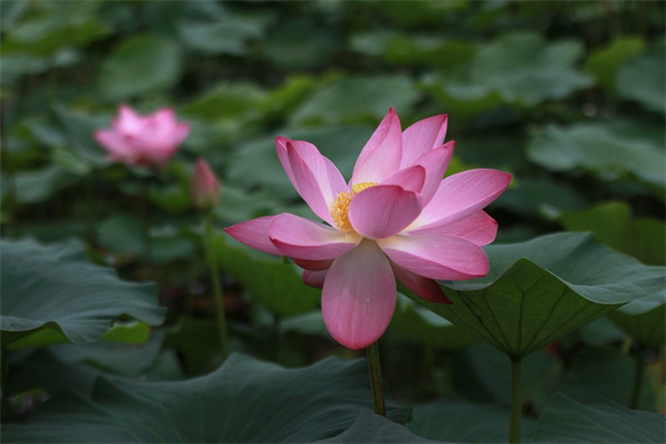 送女性朋友鮮花送什么(送女性朋友鮮花送什么花好)