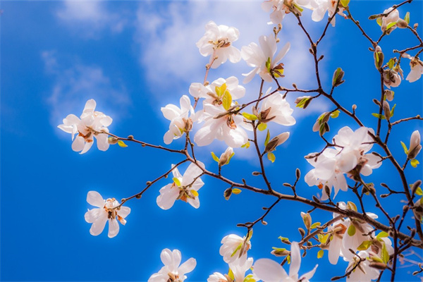 白色黑色玫瑰花(白玫瑰黑玫瑰花語)