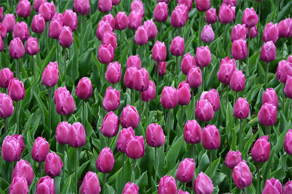 巖生花卉有哪些(巖生花卉栽培管理要點(diǎn))