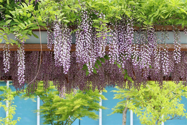 街邊賣花(街邊賣花旗參騙局)