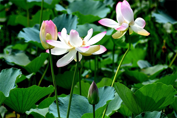 百合花的花名(百合花的花名由來)