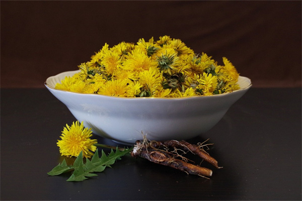 木香花什么時候扦插最好（木香花種植方法和時間）