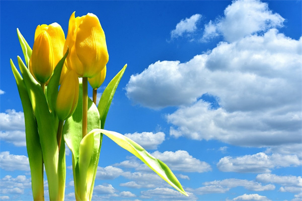 玫瑰花花色(玫瑰花花色是什么意思)