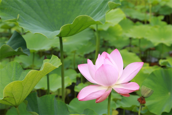 月季花大花是什么品種(月季花大花是什么品種的)