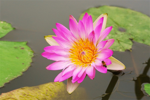 團(tuán)購百合花(花店搞優(yōu)惠活動(dòng)百合花買6贈(zèng)1)