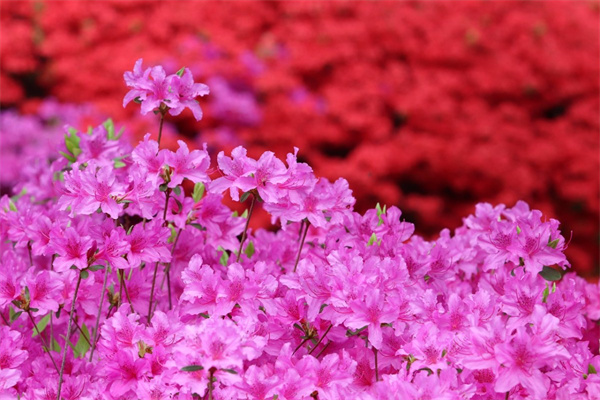 客廳擺什么鮮花(客廳擺什么鮮花合適)