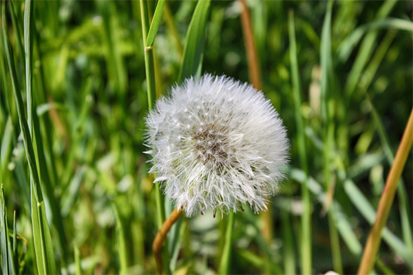 送男花應(yīng)該送什么花(送男的花送什么花)