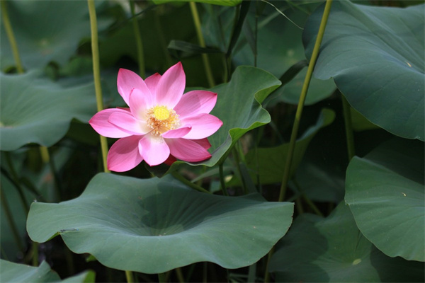 送開業的花什么花好(開業送花送什么花)
