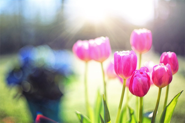 薔薇玫瑰公主(薔薇公主是哪本書)