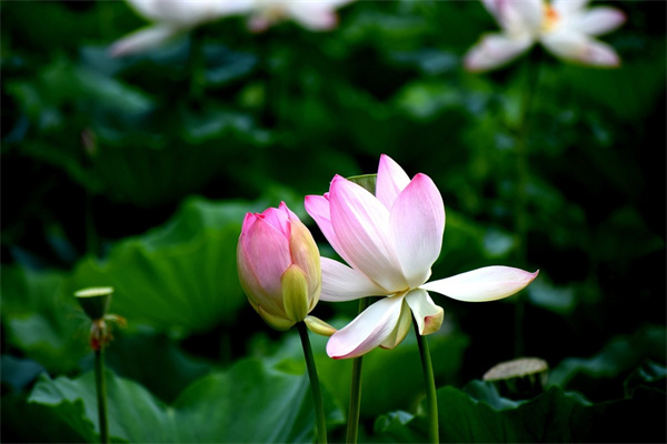 玫瑰花的樣子長什么樣(玫瑰花的樣子長什么樣芭莎)