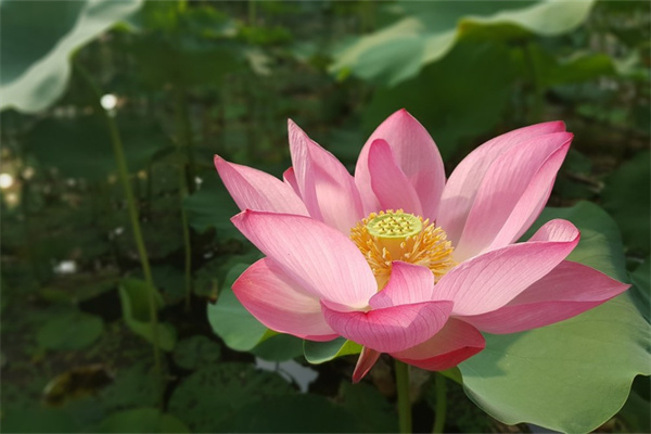紅掌多久澆一次水最好（家養(yǎng)紅掌的注意事項(xiàng)）