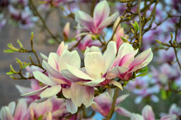 花束高清(鮮花圖片大全花束高清)