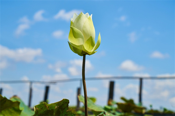 花朵網站(花朵網站是什么網)