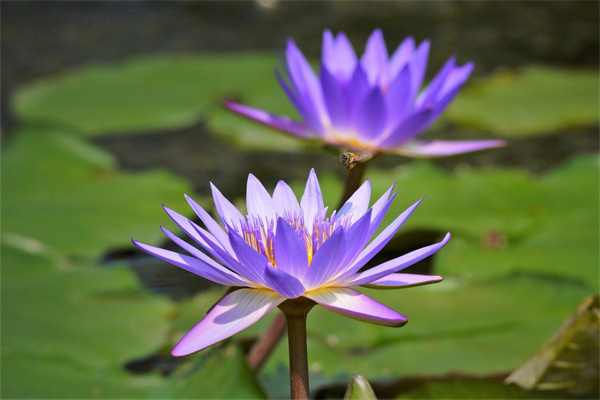 春天里有什么植物(春天里有什么植物是綠色的)