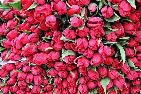 室內(nèi)花卉好養(yǎng)的有哪些（十大室內(nèi)花卉排名）