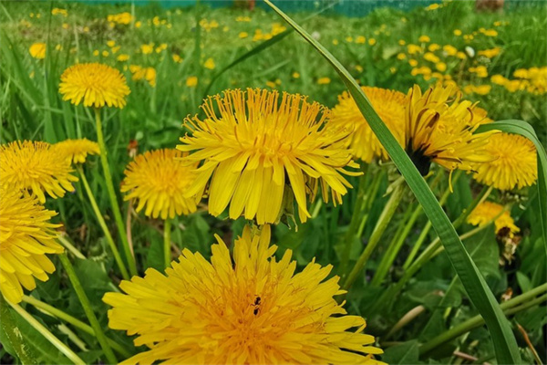 園藝花卉(園藝花卉師)