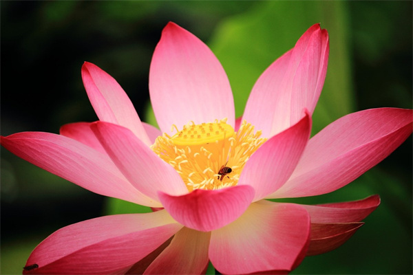 秋天有些什么花盛開(kāi)(秋天什么花盛開(kāi)的最好和寓意)