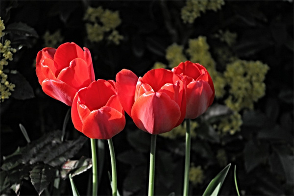粉玫瑰的花語是什么(粉玫瑰花的象征與寓意)
