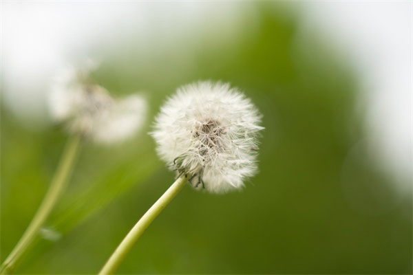 什么花開花(什么花開花時間長)