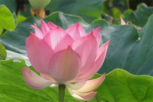 粉色干花花束(粉色干花圖片)