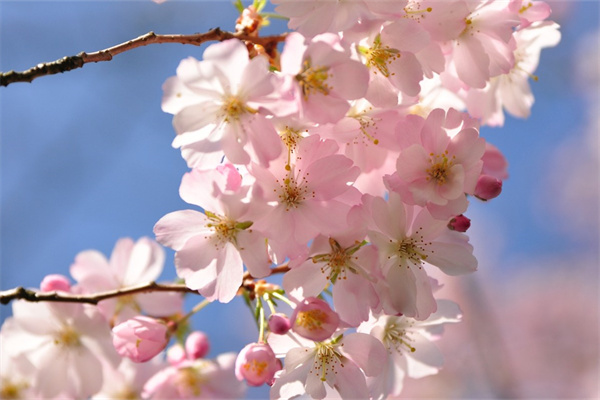 推薦18種適合室內(nèi)養(yǎng)花品種(適合室內(nèi)的養(yǎng)的花有什么有哪幾種)