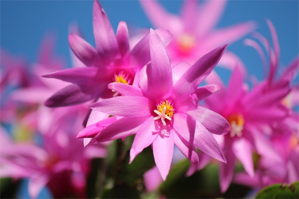 玫瑰花大葉子鉤針視頻(玫瑰花大葉子鉤針視頻教程)