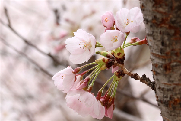 藤本月季品種有哪些(盤點(diǎn)六種常見的藤本月季)