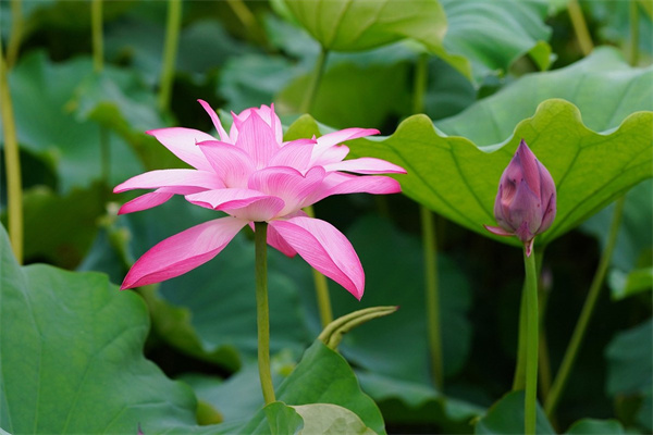 唐扇多肉怎么養(yǎng)(唐扇多肉怎么養(yǎng)才能開花)