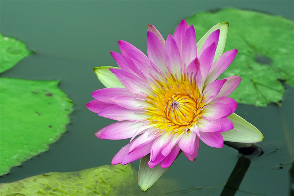 18歲生日禮物送什么花(18歲生日禮物送什么花合適)