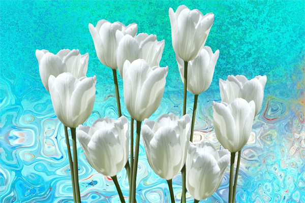 70朵玫瑰花(玫瑰花77朵是什么意思)