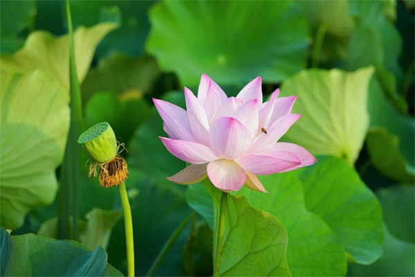 盆栽花肥料(盆栽花肥料PH值數(shù)多少最合適)