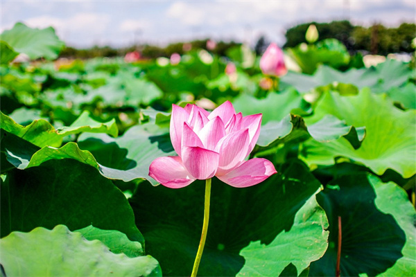 春天有哪些花開放了(春天開放的八種花介紹)
