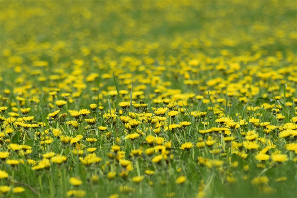 鳳仙花種子的種植方法和時(shí)間（新手養(yǎng)鳳仙花的妙招）