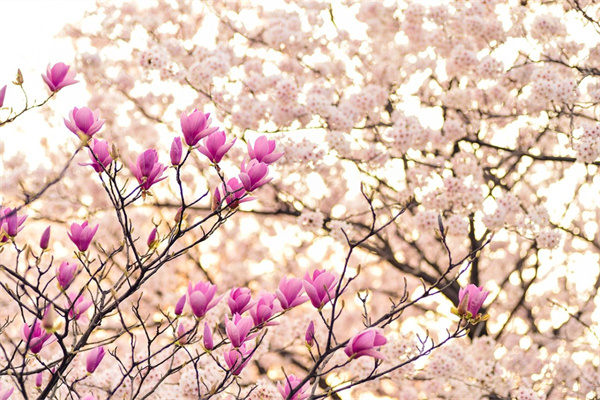 生活有美酒鮮花的句子(生活美酒作伴)