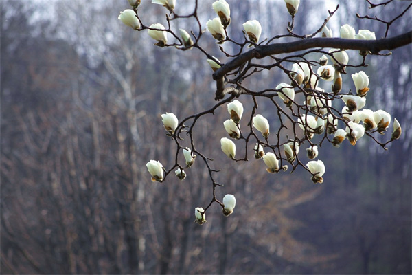 玫瑰花白梅花(玫瑰花白梅花枸杞一起泡水功效)