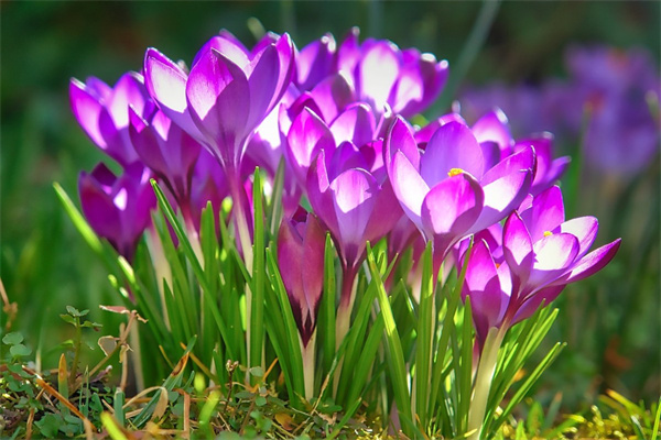 哪種花是春天開的(哪些花是春天開花的)