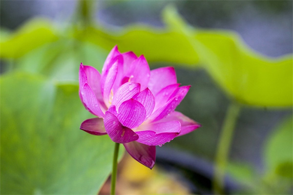 各種各樣芍藥花(各種各樣芍藥花圖片大全)