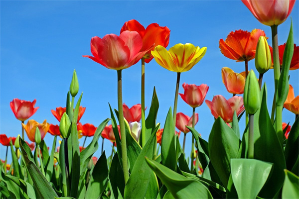 一帆風(fēng)順花怎么養(yǎng)旺盛（一帆風(fēng)順花的養(yǎng)殖方法）
