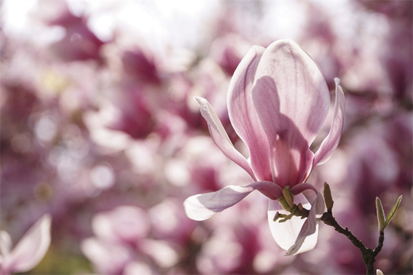 月季花和玫瑰花是一樣的嗎(月季花和玫瑰花是一樣的嗎為什么)