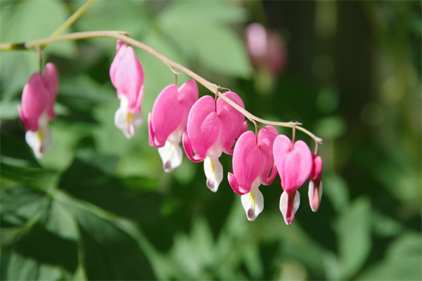 短枝開花的月季品種(月季枝條很短)
