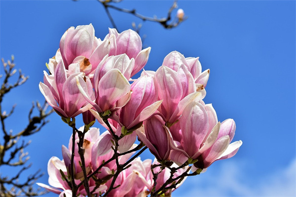 客廳可以養(yǎng)什么花(客廳適合養(yǎng)什么花和植物好風水)