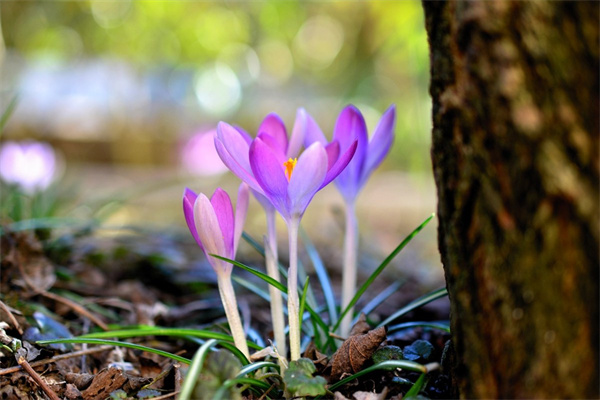 秋季什么花(秋季什么花好養(yǎng)又好看)