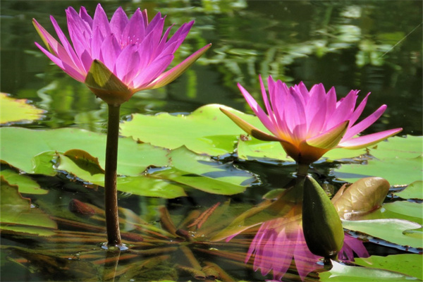 靜海鮮花(靜海鮮花店發財樹)