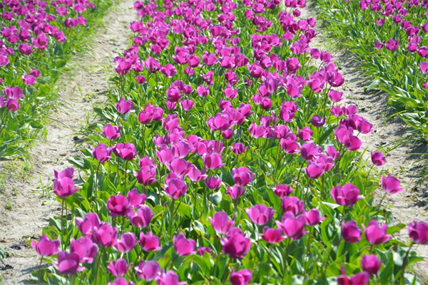 米蘭開花不香(米蘭開花不香怎么辦)