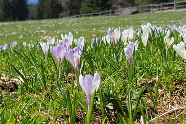 水養(yǎng)的室內(nèi)植物有哪些(適合水養(yǎng)的室內(nèi)花卉有哪些)
