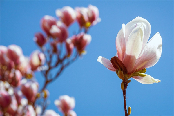 南陽鮮花定購(南陽鮮花批發市場)