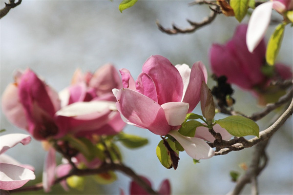 石斛花花期(石斛花花期是幾月份)