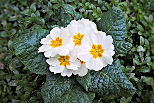 四季都會開的花(四季都會開的花有哪些品種)